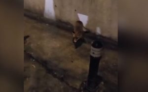 cats 2 - Chiar daca nu a prins bilet, nu a ratat distracția