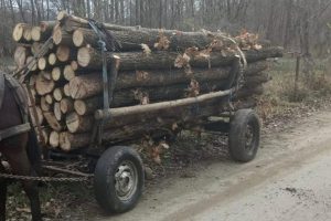 PSX 20221128 081407 - Alte două transporturi ilegale de lemne, depistate în Argeș