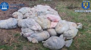 Sursă foto: screenshot video