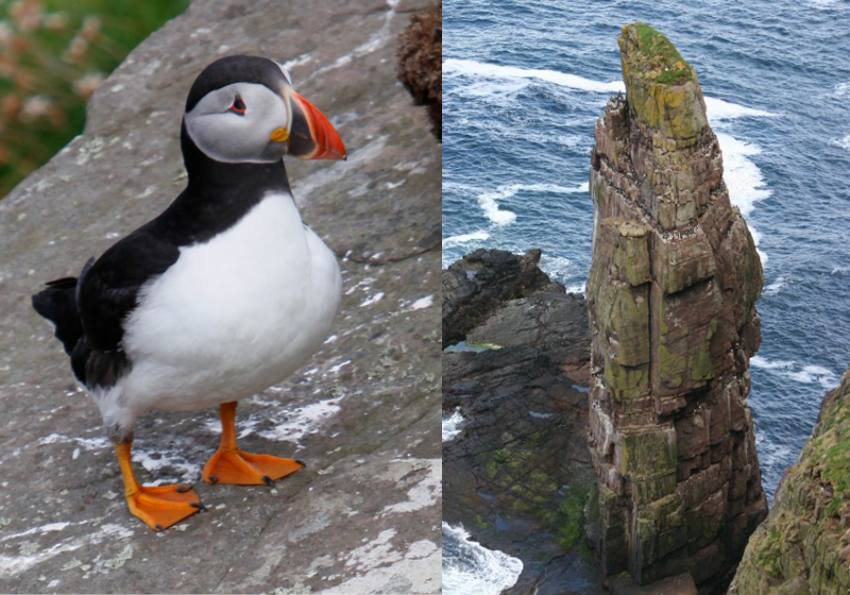 Sursă foto: wikipedia.org