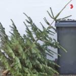 Brazii de Crăciun, ridicați gratuit în Ștefănești 14 607148943 843655168657676 7248237541517239227 n - Brazii de Crăciun, ridicați gratuit în Ștefănești