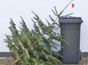 607148943 843655168657676 7248237541517239227 n - Brazii de Crăciun, ridicați gratuit în Ștefănești