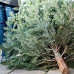 Brazii de Crăciun sunt colectați gratuit în Mioveni 10 611161027 1181502650852191 1825028882658578359 n - Brazii de Crăciun sunt colectați gratuit în Mioveni