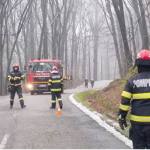 copac cazut padurea Trivale