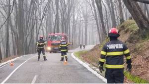 copac cazut padurea Trivale