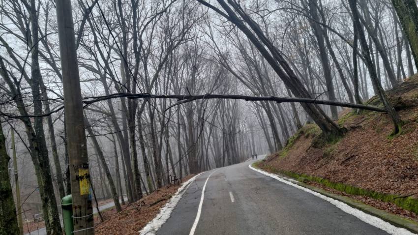 (Video) Atenție piteșteni! Copac căzut peste firele de curent în parcul Trivale! 2 copac cazut padurea Trivale