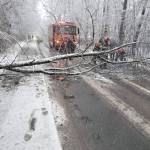 WhatsApp Image 2026 01 08 at 09.54.51 - Copac căzut pe carosabil în pădurea Trivale