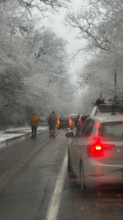 WhatsApp Image 2026 01 08 at 10.48.16 - Copac căzut pe carosabil în pădurea Trivale