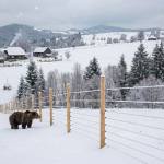 Garduri electrice Romania - Mii de kilometri de garduri electrice în România. Măsuri împotriva atacurilor ursului brun
