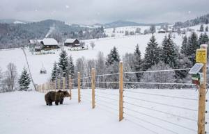 Garduri electrice Romania - Mii de kilometri de garduri electrice în România. Măsuri împotriva atacurilor ursului brun