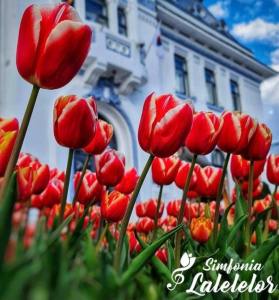 Simfonia Lalelelor se extinde! Zece zile de festival în 2026! 1 Simfonia Lalelelor Pitesti
