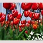 Untitled Project 6 - Simfonia Lalelelor se extinde! Zece zile de festival în 2026!