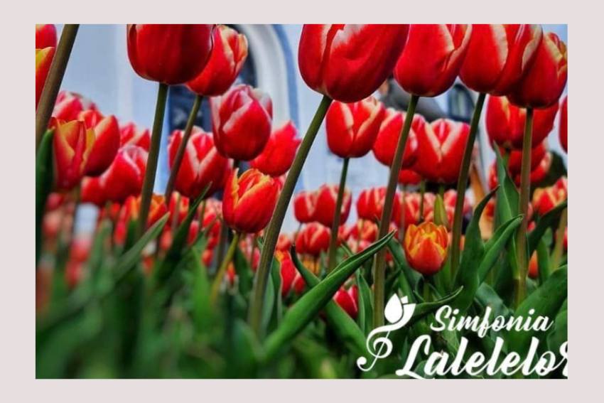 Simfonia Lalelelor Pitesti Simfonia Lalelelor Pitesti