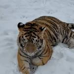 tirgru siberian Dâmbovița