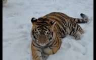 tirgru siberian Dâmbovița