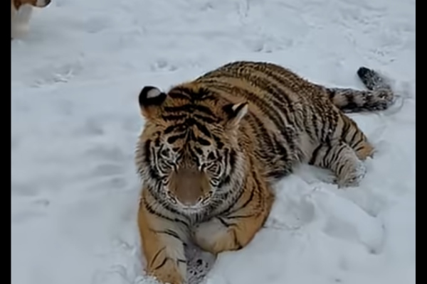 tirgru siberian Dâmbovița