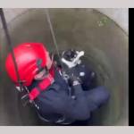 pisica salvata pompieri