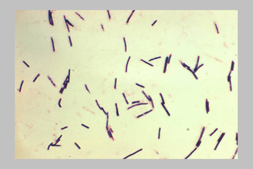  Clostridium