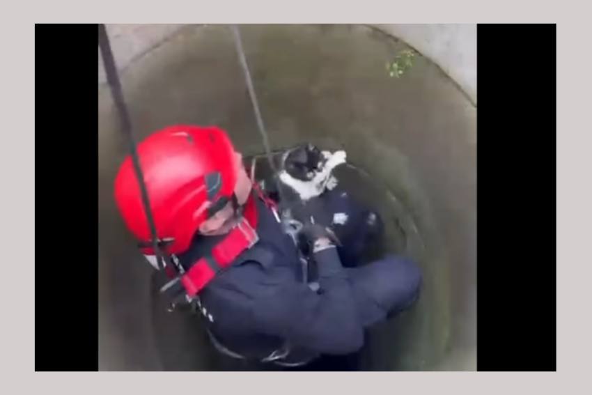 pisica salvata pompieri