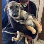 Sursă foto: FB Primăria Municipiului Curtea de Argeș.