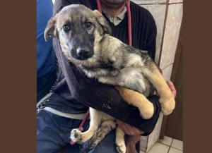 Sursă foto: FB Primăria Municipiului Curtea de Argeș.