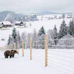 garduri electrice pentru ursi-foto Fb AFM