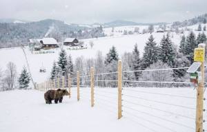 garduri electrice pentru ursi-foto Fb AFM