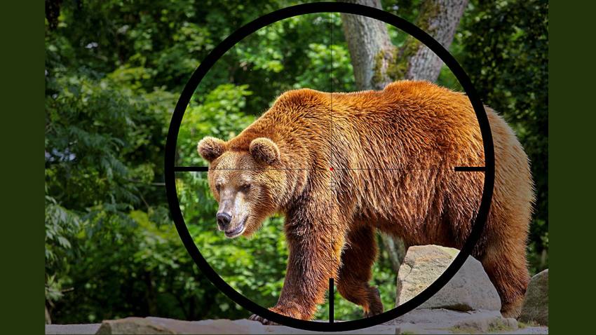 400.000 de lei pentru montarea de garduri electrice împotriva urșilor în Argeș 1 urs