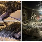 page 1 - Probleme în Pitești din cauza vremii! Copaci căzuți și mașini avariate