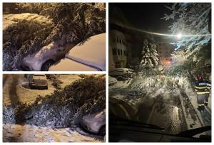 page 1 - Probleme în Pitești din cauza vremii! Copaci căzuți și mașini avariate