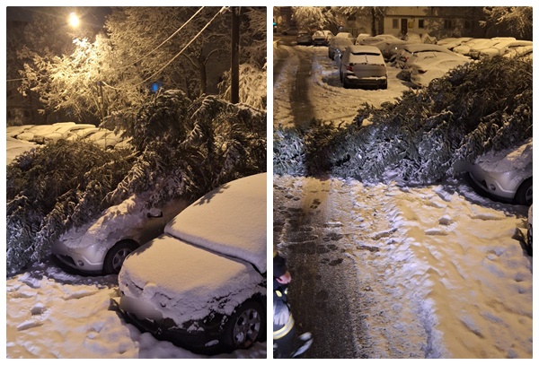 Probleme în Pitești din cauza vremii! Copaci căzuți și mașini avariate 1 page - Probleme în Pitești din cauza vremii! Copaci căzuți și mașini avariate