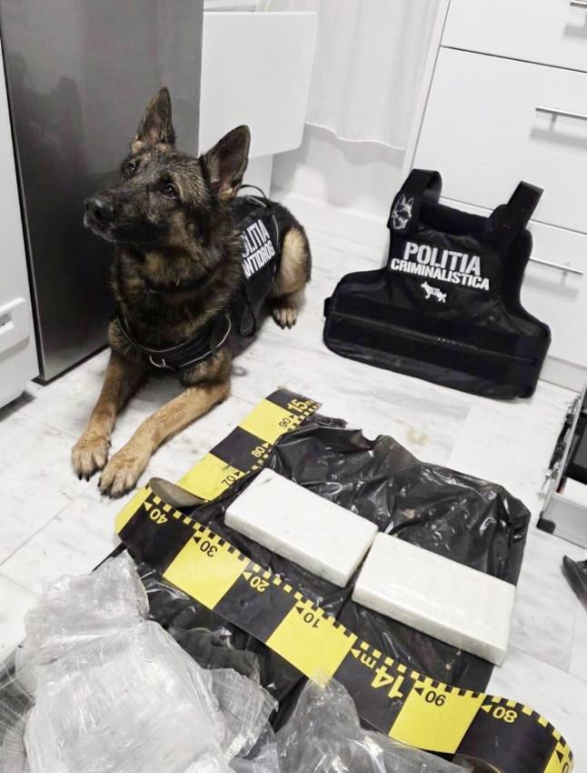 Martorul lui Dani Mocanu – arestat săptămâna trecută pentru trafic de droguri! 1 Nino cainele care a descoperit drogurile ingropate - Martorul lui Dani Mocanu – arestat săptămâna trecută pentru trafic de droguri!