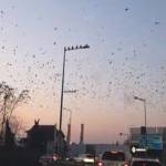 cats - Invazie de ciori în zona Podul Viilor din Pitești!