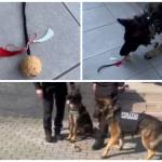 page - 1 Martie cu surprize! Mărțișor oferit de câinele polițist Nino