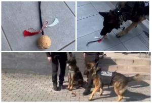 page - 1 Martie cu surprize! Mărțișor oferit de câinele polițist Nino