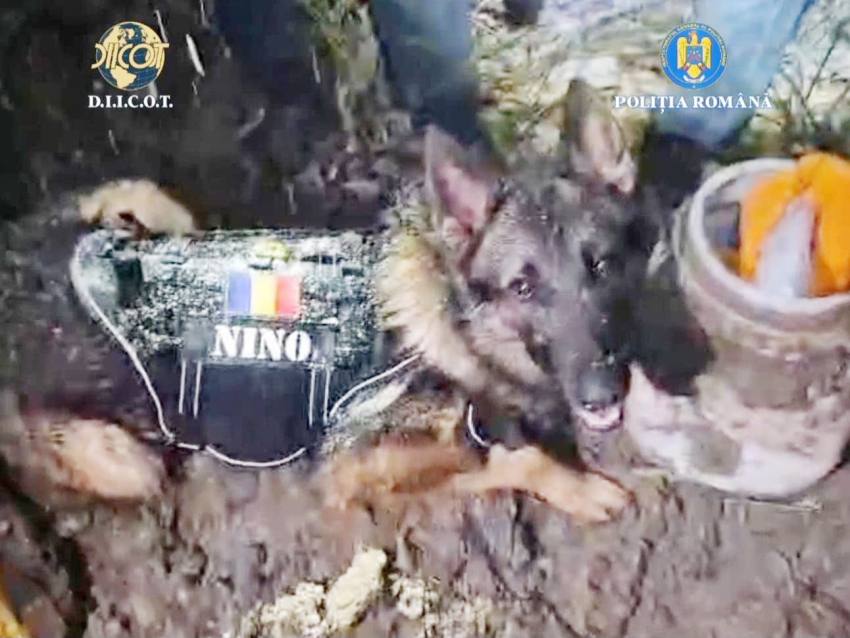 1 Nino droguri - Ei sunt câinii MAI ai Argeșului! Antrenați să detecteze droguri sau explozibil și să găsească persoane dispărute!