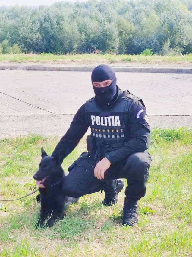 3 ilustratie Tyson - Ei sunt câinii MAI ai Argeșului! Antrenați să detecteze droguri sau explozibil și să găsească persoane dispărute!