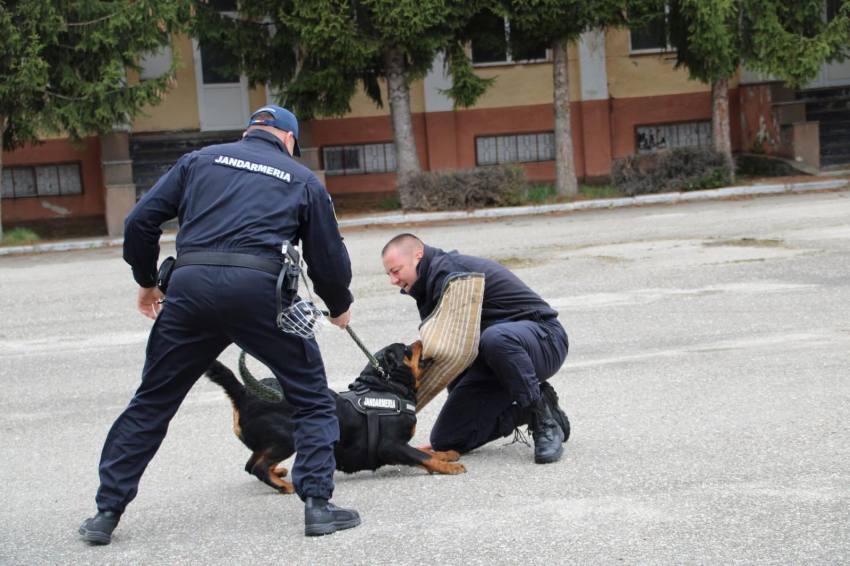 caine jandarmi 2 - Ei sunt câinii MAI ai Argeșului! Antrenați să detecteze droguri sau explozibil și să găsească persoane dispărute!