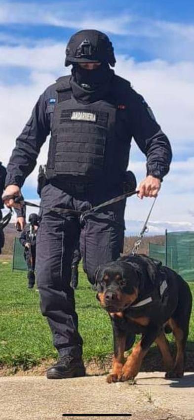 caine jandarmi - Ei sunt câinii MAI ai Argeșului! Antrenați să detecteze droguri sau explozibil și să găsească persoane dispărute!