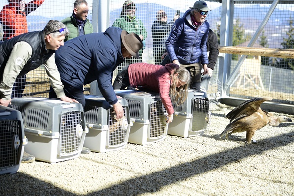 Adrian Aldea manager reintroducere specii Ion Parnuta primar Rucar Barbara si Christoph Promberger Fundatia Conservation Carpathia - Primele 25 de exemplare de vultur sur au ajuns în Masivul Făgăraş