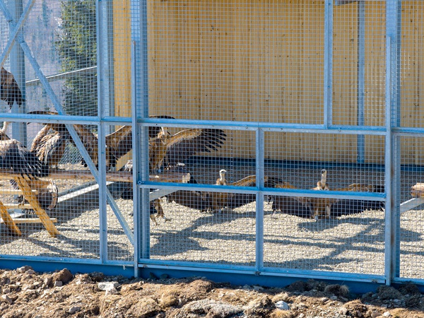 DJI 20260309124706 0061 D - Primele 25 de exemplare de vultur sur au ajuns în Masivul Făgăraş