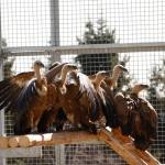 Vulturi suri Gyps fulvus 2 - Primele 25 de exemplare de vultur sur au ajuns în Masivul Făgăraş