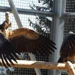 1 - (Video) Eveniment istoric în Argeș. Vulturi duși în Făgăraș