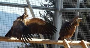 1 - (Video) Eveniment istoric în Argeș. Vulturi duși în Făgăraș