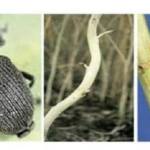 Topoloveni. Sfaturi pentru prevenirea și combaterea gărgăriței tulpinilor de rapiță 12 1 - Topoloveni. Sfaturi pentru prevenirea și combaterea gărgăriței tulpinilor de rapiță