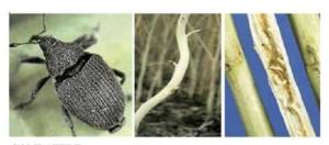 1 - Topoloveni. Sfaturi pentru prevenirea și combaterea gărgăriței tulpinilor de rapiță