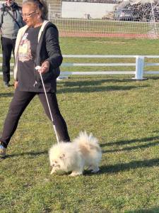 652219684 1247644154219596 4095519265054895407 n - Expoziția Chinologică Multirasă de la Costești s-a încheiat cu succes!