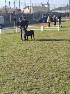 653701458 1247644180886260 8600630797506674966 n - Expoziția Chinologică Multirasă de la Costești s-a încheiat cu succes!