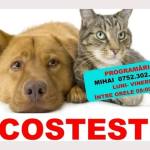 Sterilizări gratuite pentru câini și pisici la Costești 10 la Costești