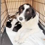 Sursă foto: ediția tipărită.